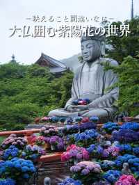 【奈良】期間限定‼️梅雨の時期こそ楽しめる😍紫陽花×大仏映え絶景✨