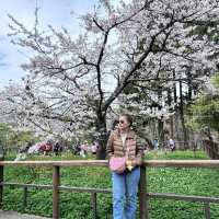 Alishan National Park 