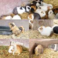 AlpacaHill สวนสัตว์ที่น่ารักสุด ๆ ในสวนผึ้งค่ะ