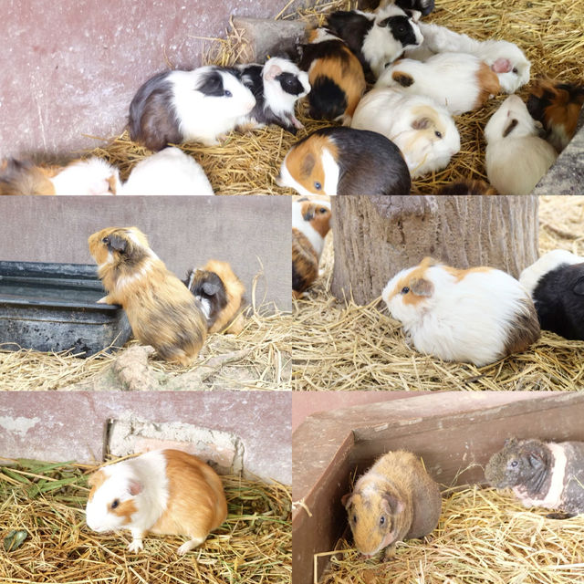 AlpacaHill สวนสัตว์ที่น่ารักสุด ๆ ในสวนผึ้งค่ะ