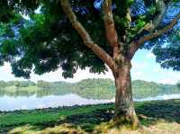 🇸🇬 Lower Peirce Reservoir Park