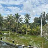 Ubud 大自然に溶け込んだ楽園ホテル🌳