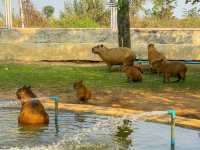 สนามบินสุโขทัย ที่เป็นมากกว่าสนามบิน