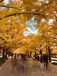 The Best Ginkgo Trees Park🍁Showa Kinen Park Tokyo