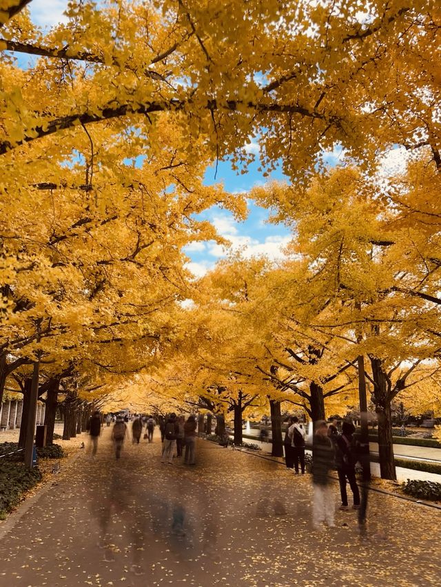 The Best Ginkgo Trees Park🍁Showa Kinen Park Tokyo