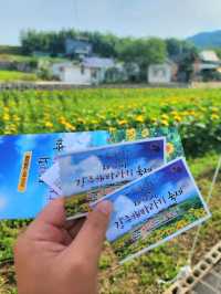백일홍도 볼 수 있는 함안 해바라기 마을🌻