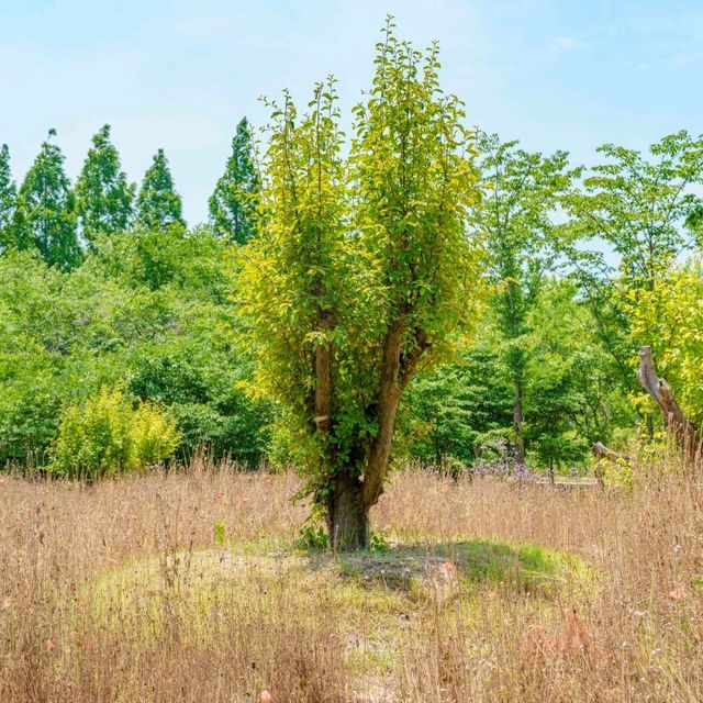 경주의 비밀의 숲, 천년숲정원