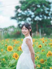 太陽花真係影極都唔厭🥰