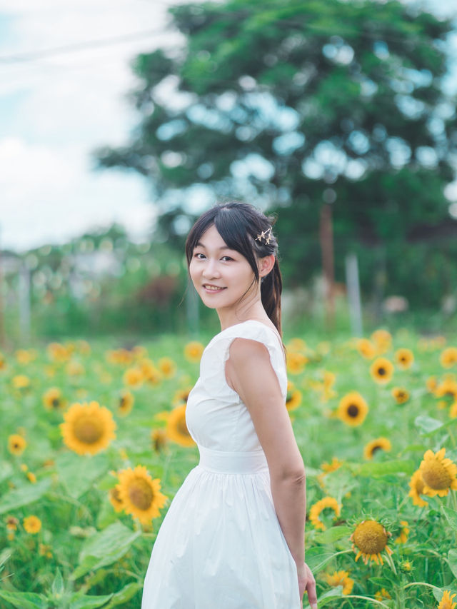 太陽花真係影極都唔厭🥰