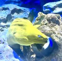 The amazing underwater world at SEA Aquarium