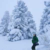 「山形藏王樹冰」1月下旬至2月最佳觀賞時期，優惠套票限時推出！
