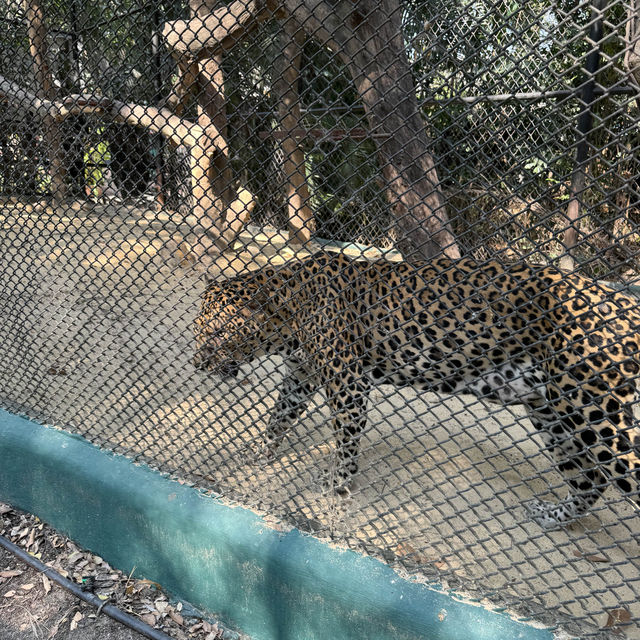 **標題：曼谷Safari World動物園遊玩全攻略**