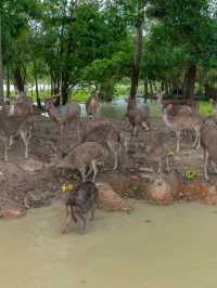 พาลูกเที่ยว ดูกวาง สะพานชมกวาง ชุมพร 