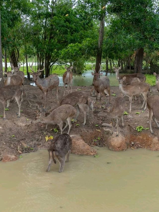 พาลูกเที่ยว ดูกวาง สะพานชมกวาง ชุมพร 