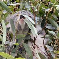 悉尼親親無尾熊🐨親親袋鼠🦘（費瑟戴爾野生動物園）