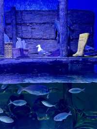 World’s biggest tunnel aquarium 🐠
