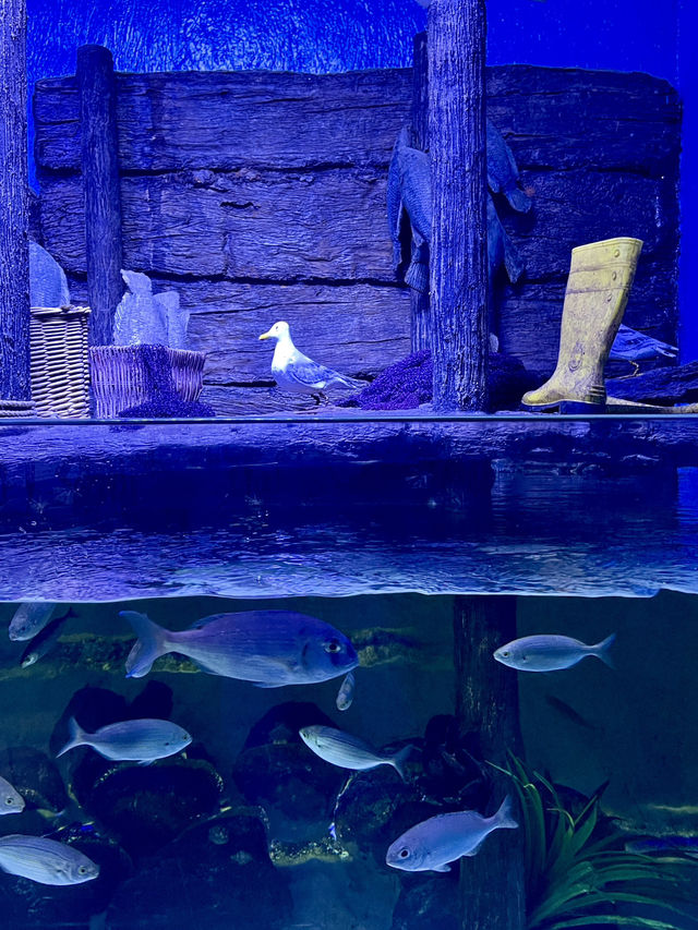 World’s biggest tunnel aquarium 🐠