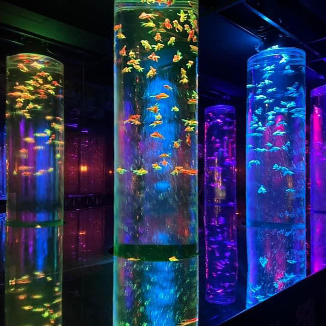 A Mesmerizing Experience at Art Aquarium Museum Ginza