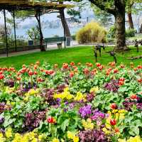 Blossoming Beauty in Montreux: A Lakeside Symphony