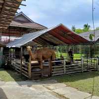 Audi Dream Farm