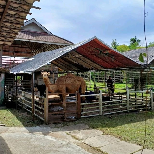 Audi Dream Farm