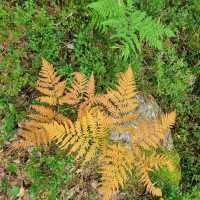 Hiking in Nuuksio National Park