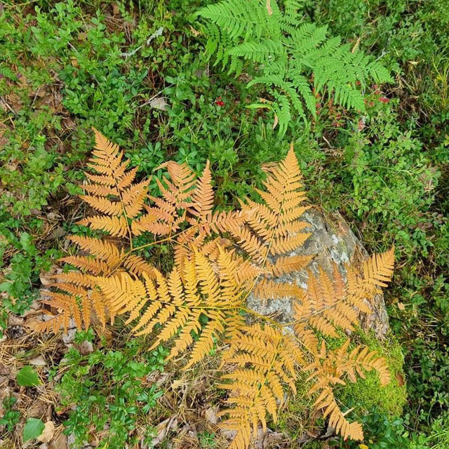 Hiking in Nuuksio National Park