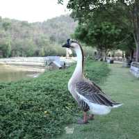 “CHAN Nature Cafe’”