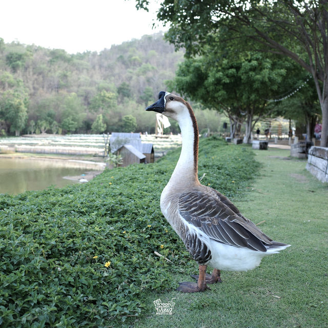 “CHAN Nature Cafe’”