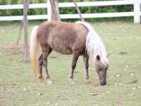 เที่ยวชมสัตว์ที่ (Viva Foresta Farm)