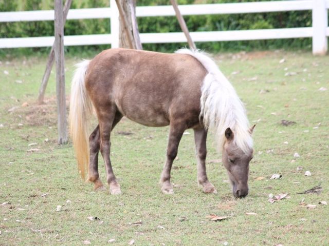 เที่ยวชมสัตว์ที่ (Viva Foresta Farm)
