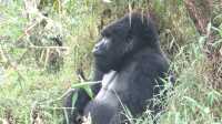3 -Day Gorilla Trekking Tour  