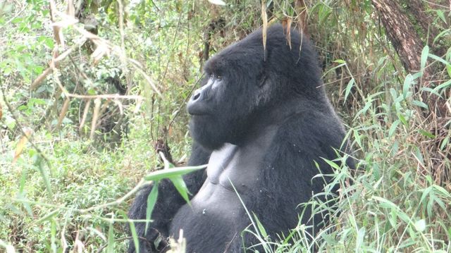 3 -Day Gorilla Trekking Tour  