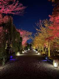 🇯🇵 京都世界遺產二條城 一定要晚上來！🎇