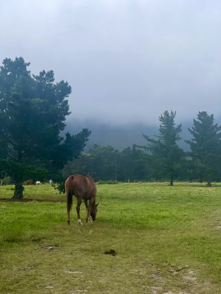 Countryside in South Africa 🐎