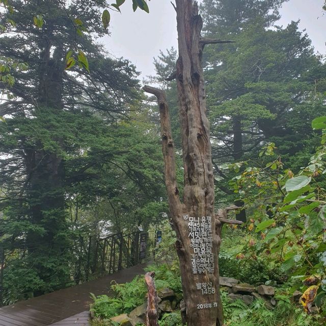 평창. 진부의 발왕산, 오대산 월정사 여행