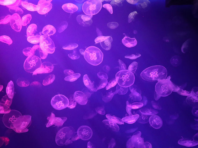รีวิว S.E.A. Aquarium🇸🇬 