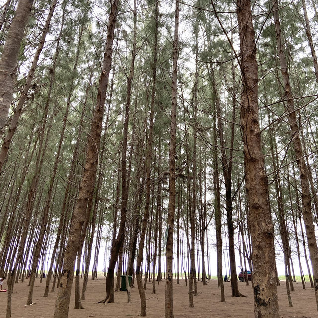 Discover Senok Beach: Kelantan’s Scenic Seaside Retreat 🇲🇾