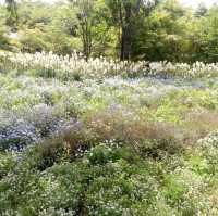 名花之里日式花園