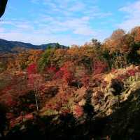 【最上山公園 もみじ山:兵庫県宍粟市】美しすぎるもみじ山🍁