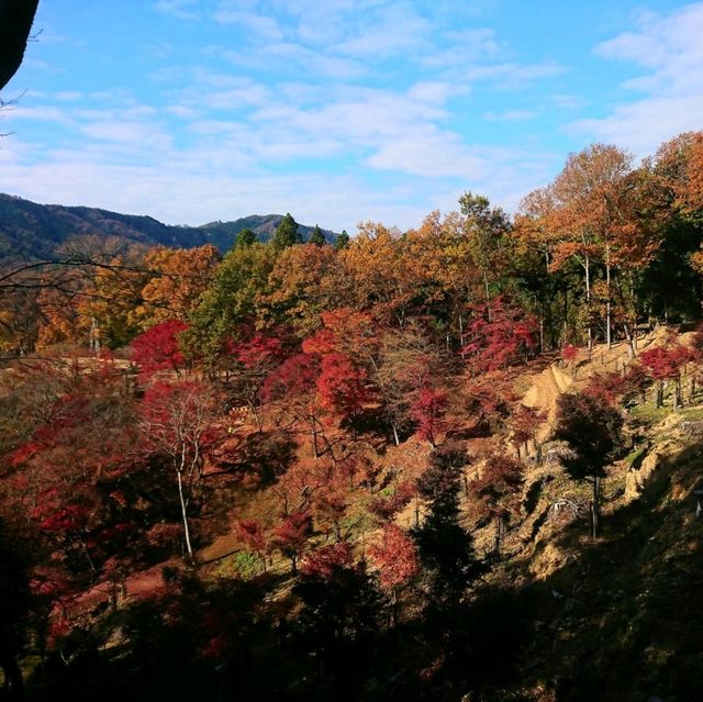 【最上山公園 もみじ山:兵庫県宍粟市】美しすぎるもみじ山🍁