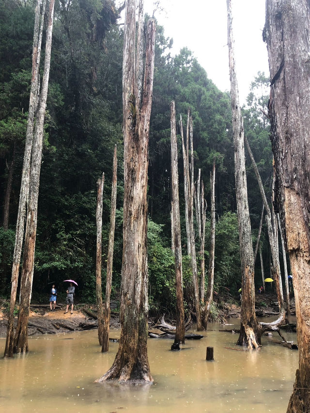 霧雨漫步：在南投忘憂森林的靜謐探索
