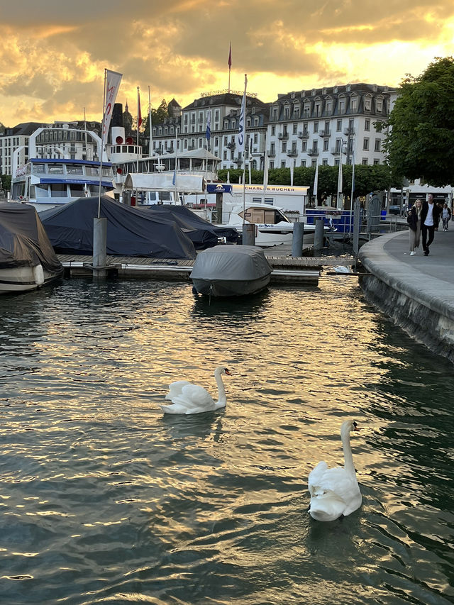 瑞士🇨🇭琉森｜真正的天鵝湖秘境🦢 市中心隨處都是打卡位📸