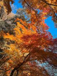 Enchanted Autumn in Korankei Gorge 🍁
