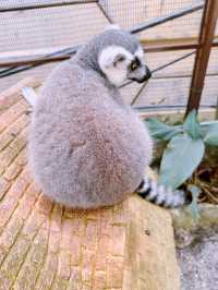 馬來西亞城市の農場像熱帶叢林，動物們像在比誰更可愛的動物園！