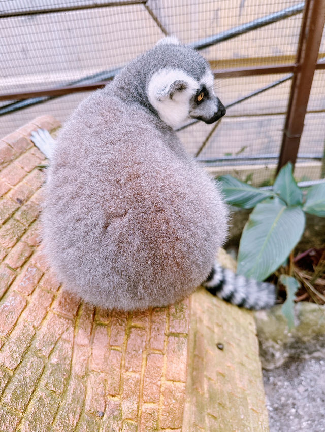 馬來西亞城市の農場像熱帶叢林，動物們像在比誰更可愛的動物園！