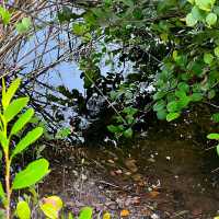 VISITING THE EVERGLADES NATIONAL PARK.