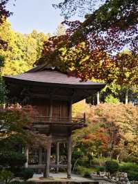 【ここ行って】本当は教えたくない🙅グラデーションが美しい穴場紅葉🍁