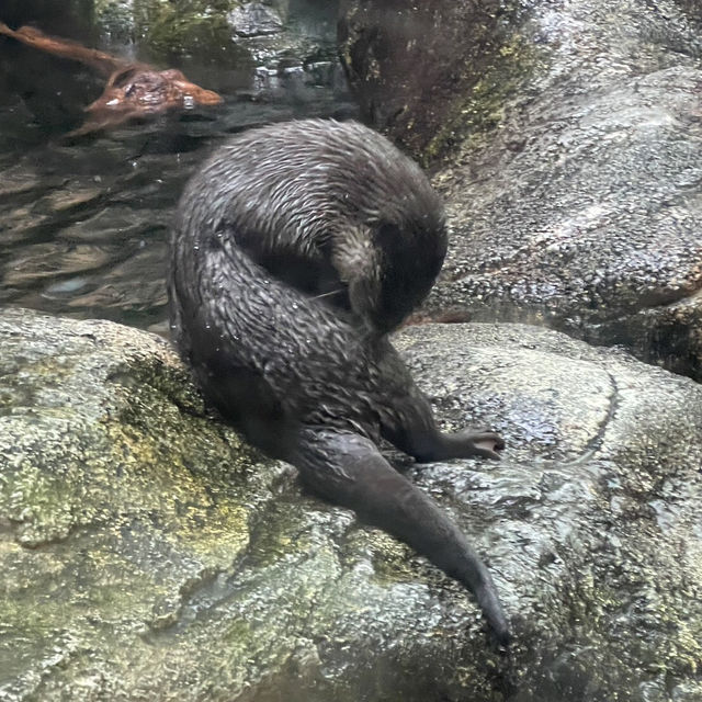 アクア・トトぎふ