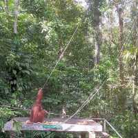 Spectacular Orang Utan 😍